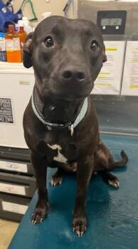 Destiny -  Mixed Breed Dog for Adoption in Mobile, Alabama - Destiny | PetCurious