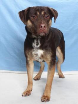 German Shepherd Dog and Belgian Shepherd Malinois Dogs Available for Adoption - ACE | PetCurious