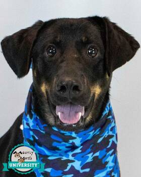 Orson -  Labrador Retriever and Hound Dog for Adoption in Kennesaw, Georgia - Orson | PetCurious