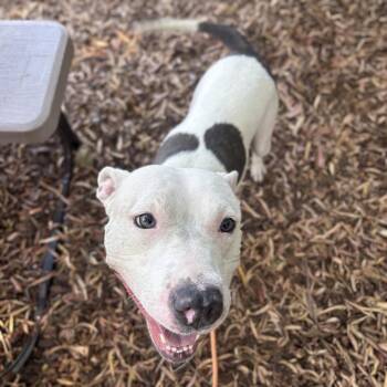 Skye -  Pit Bull Terrier Dog for Adoption in Oakland, California - Skye | PetCurious