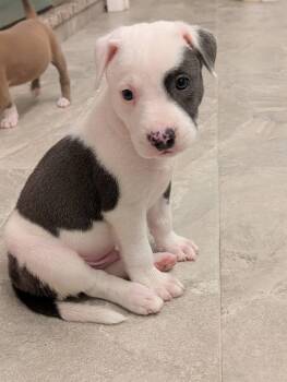 Mason -  Mixed Breed Dog for Adoption in Huntsville, Alabama - Mason | PetCurious
