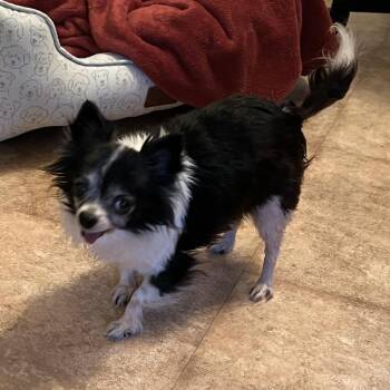 Sam -  Chihuahua Dog for Adoption in Ramona, California - Sam | PetCurious