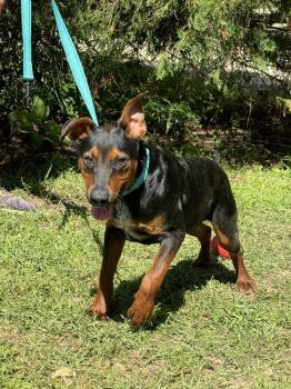 Rescue Doberman Pinscher Dogs for Adoption in Troy, Alabama - Graham | PetCurious