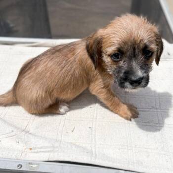 Twix -  Terrier and Miniature Dachshund Dog Available for Adoption in San Diego, California - Twix | PetCurious