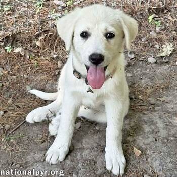 Rhea in OH - People-loving Explorer -  Great Pyrenees Dog for Adoption in Beacon, New York - Rhea In OH - People-loving Explorer | PetCurious