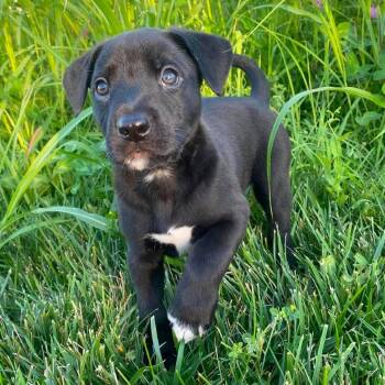 Kylian -  German Shepherd Dog and Pit Bull Terrier Dog for Adoption in Olathe, Kansas - Kylian | PetCurious