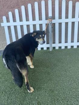 Australian Shepherd and Mixed Breed Dogs Available for Adoption - A608185 | PetCurious