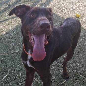 Doberman Pinscher and Mixed Breed Dogs Available for Adoption - Mulch | PetCurious
