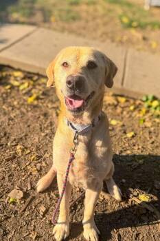 Donald -  Mixed Breed Dog for Adoption in Cincinnati, Ohio - Donald | PetCurious