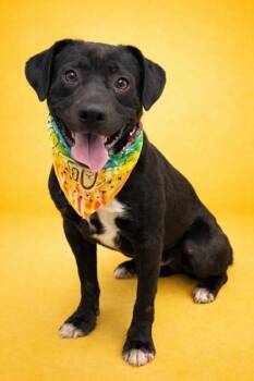 Tramp -  Pit Bull Terrier and Mixed Breed Dog for Adoption in Seagoville, Texas - Tramp | PetCurious