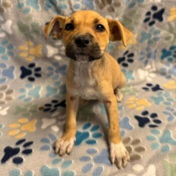 Rescue Labrador Retriever Dogs for Adoption in San Antonio, Texas - Carrie | PetCurious