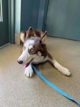 AKSHAN -  Husky Dog for Adoption in Holbrook, New York - AKSHAN | PetCurious
