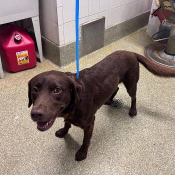 IVHS-Stray-141667 -  Chocolate Labrador Retriever Dog for Adoption in San Gabriel, California - IVHS-Stray-141667 | PetCurious