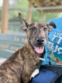 Royal - 1 -  Labrador Retriever and Mixed Breed Dog for Adoption in Daytona Beach, Florida - Royal - 1 | PetCurious