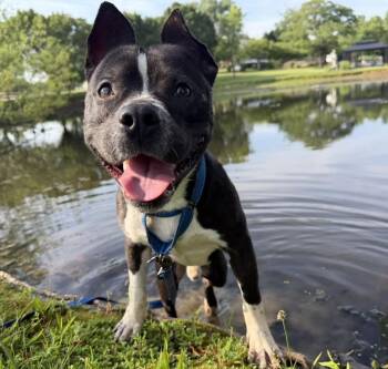 Max -  American Staffordshire Terrier Dog for Adoption in Catlett, Virginia - Max | PetCurious