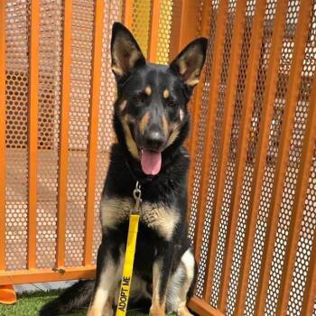 German Shepherd Dog Dogs Available for Adoption in Las Vegas, Nevada - MARLO | PetCurious