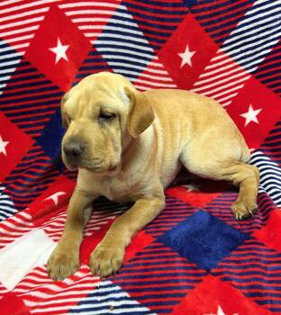 WALLY (Mini Hippo) -  Cocker Spaniel and Shar Pei Dog for Adoption in Rossford, Ohio - WALLY (Mini Hippo) | PetCurious