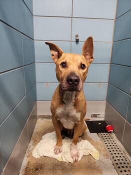 A2086194 -  German Shepherd Dog and Mixed Breed Dog for Adoption in Houston, Texas - A2086194 | PetCurious