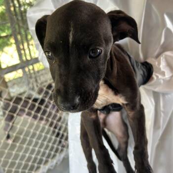 (Found) Finch -  Pit Bull Terrier and Mixed Breed Dog for Adoption in Cabot, Arkansas - (Found) Finch | PetCurious