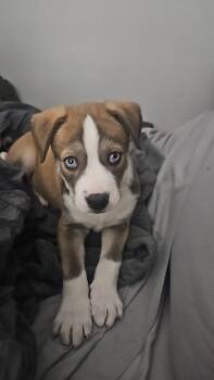 Ralph Furley -  Shepherd and Husky Dog for Adoption in Twentynine Palms, California - Ralph Furley | PetCurious