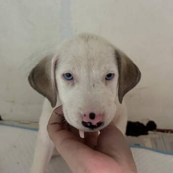 Azealia -  Mixed Breed Dog for Adoption in Guaynabo, Guaynabo - Azealia | PetCurious