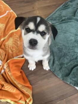 Mixed Breed Dogs Available for Adoption - Tiny Diamond | PetCurious