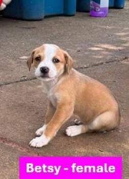 Betsy - Americana Litter -  Yellow Labrador Retriever Dog for Adoption in Sheboygan, Wisconsin - Betsy - Americana Litter | PetCurious