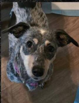 Dachshund and Chihuahua Dogs Available for Adoption - Talaya OR14126-Thw | PetCurious