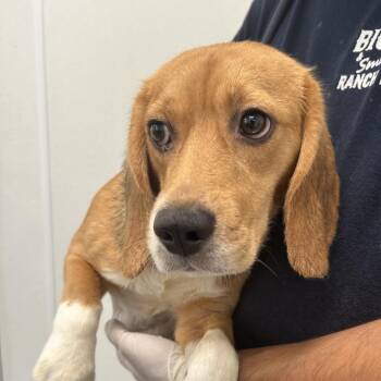 Raven 2960 -  Beagle Dog for Adoption in Loxahatchee Groves, Florida - Raven 2960 | PetCurious