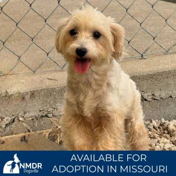 Norah - Missouri (S26-24) -  Maltese and Poodle Dog for Adoption in Peyton, Colorado - Norah - Missouri (S26-24) | PetCurious