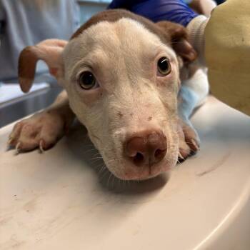 Mixed Breed Dogs Available for Adoption in Huntington, West Virginia - Darryl | PetCurious