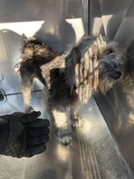 LIBERTY -  Mixed Breed Dog for Adoption in Dallas, Texas - LIBERTY | PetCurious