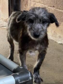 Dale -  Terrier Dog for Adoption in Swainsboro, Georgia - Dale | PetCurious