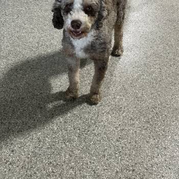 Bernedoodle Dogs Available for Adoption in Antwerp, Ohio - Kane 28 Lbs | PetCurious