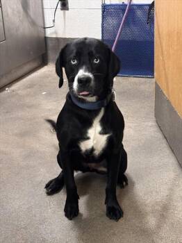 MARY MARY -  Labrador Retriever Dog for Adoption - MARY MARY | PetCurious