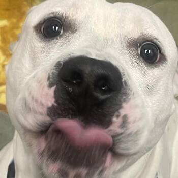 Alpine 53860 -  Pit Bull Terrier Dog for Adoption in Las Vegas, Nevada - Alpine 53860 | PetCurious