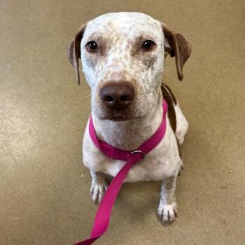 Wingstop -  German Shorthaired Pointer Dog for Adoption in San Antonio, Texas - Wingstop | PetCurious