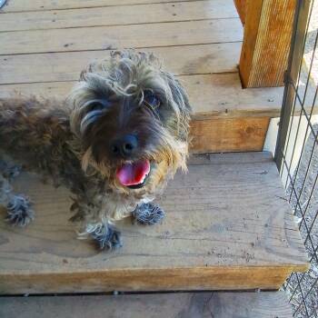 Ashley -  Shih Tzu Dog for Adoption in Oroville, Washington - Ashley | PetCurious