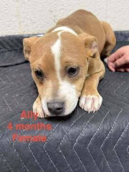 Mixed Breed Dogs Available for Adoption - Ally Brendel | PetCurious