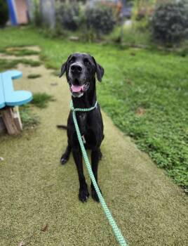 TIM -  Great Dane Dog for Adoption in Wooster, Ohio - TIM | PetCurious