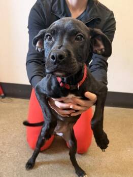 Louie -  Pit Bull Terrier Dog for Adoption in Cleveland, Ohio - Louie | PetCurious