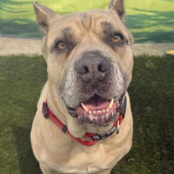 Mastiff Dogs Available for Adoption in Warren, Ohio - Talulah | PetCurious