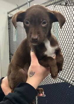 Labrador Retriever Dogs Available for Adoption - Kali 10 Weeks Ava 1/28 | PetCurious