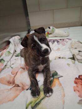Terrier Dogs Available for Adoption in Seguin, Texas - Misty | PetCurious