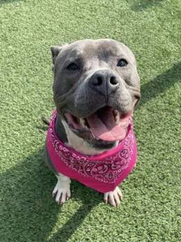 Pit Bull Terrier and Mixed Breed Dogs Available for Adoption - Kingston | PetCurious