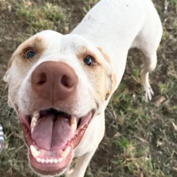 Labrador Retriever Dogs Available for Adoption in Austin, Texas - Hank | PetCurious