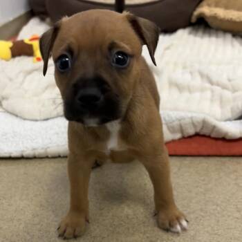 Fudge -  Mixed Breed Dog for Adoption in West Palm Beach, Florida - Fudge | PetCurious
