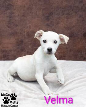 Mystery Gang Litter -  Mixed Breed Dog for Adoption in Sunbright, Tennessee - Mystery Gang Litter | PetCurious