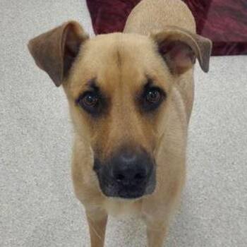 German Shepherd Dog and Mixed Breed Dogs Available for Adoption in Lake Havasu City, Arizona - Charlie | PetCurious