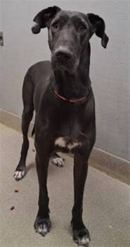 Great Dane Dogs Available for Adoption in Las Vegas, Nevada - NONAME | PetCurious